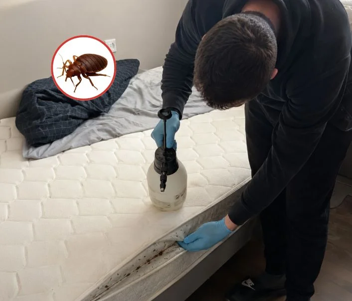Technicien traitant un matelas contre les punaises de lit à Grandpuits-Bailly-Carrois